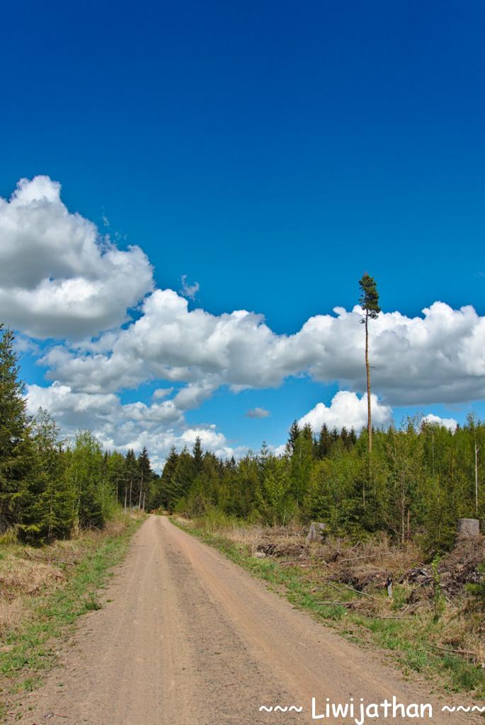 Tharandter Wald