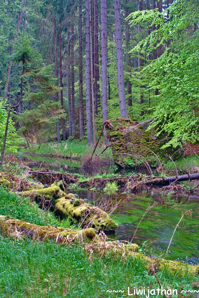 Hinteres Kirnitzschtal