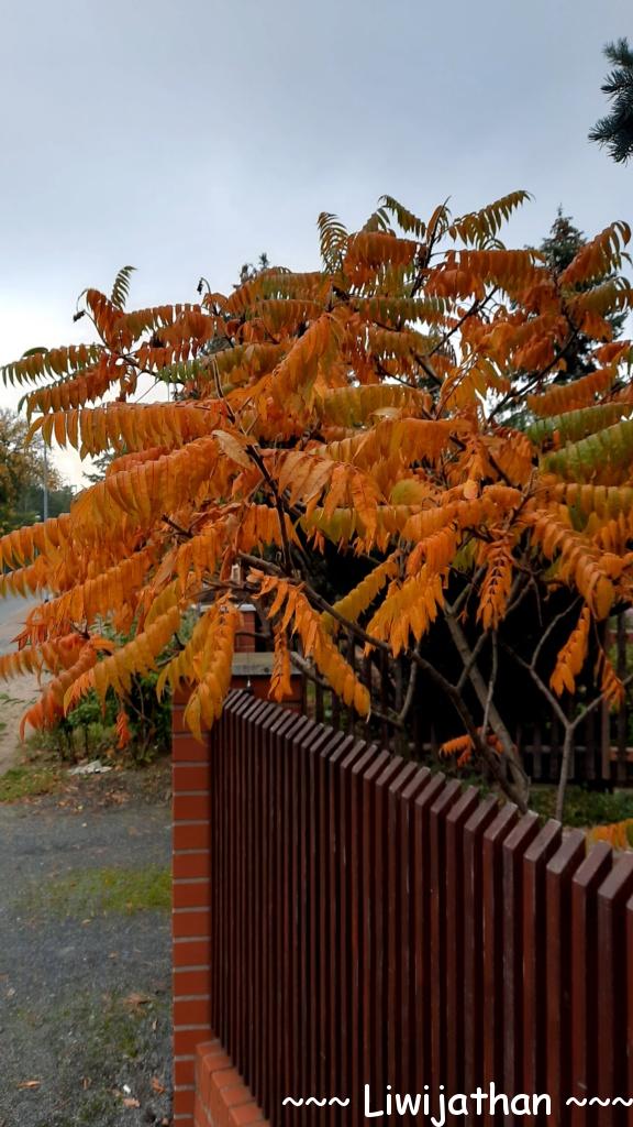 Herbst