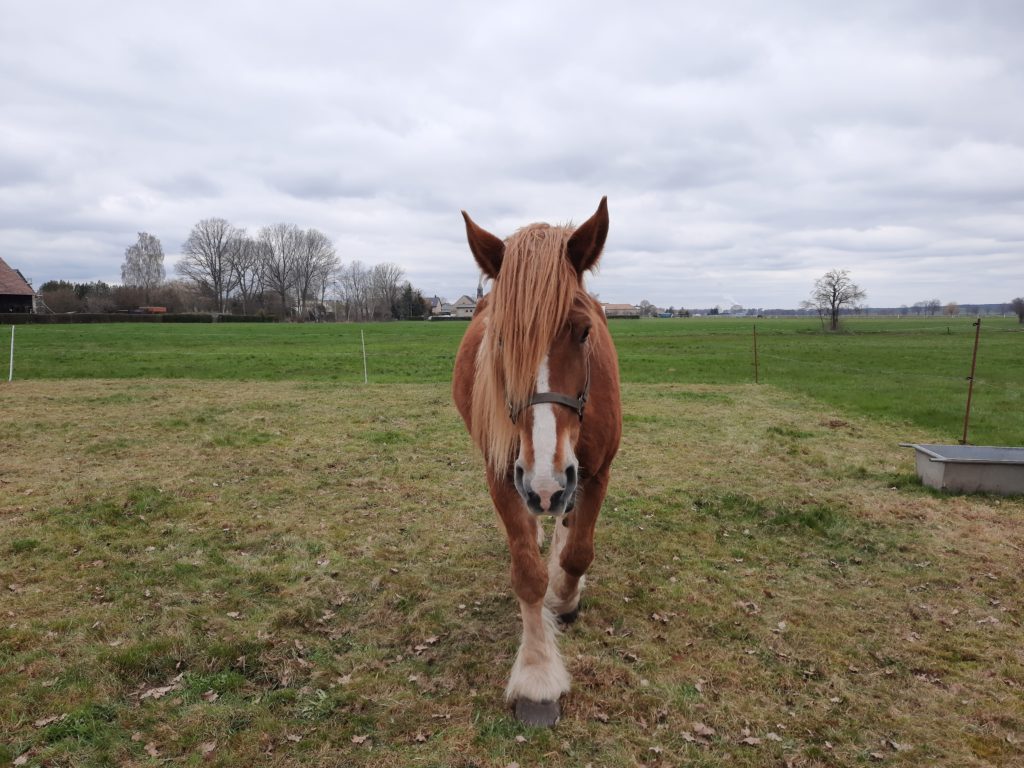 Pferd, falls man es nicht erkennt