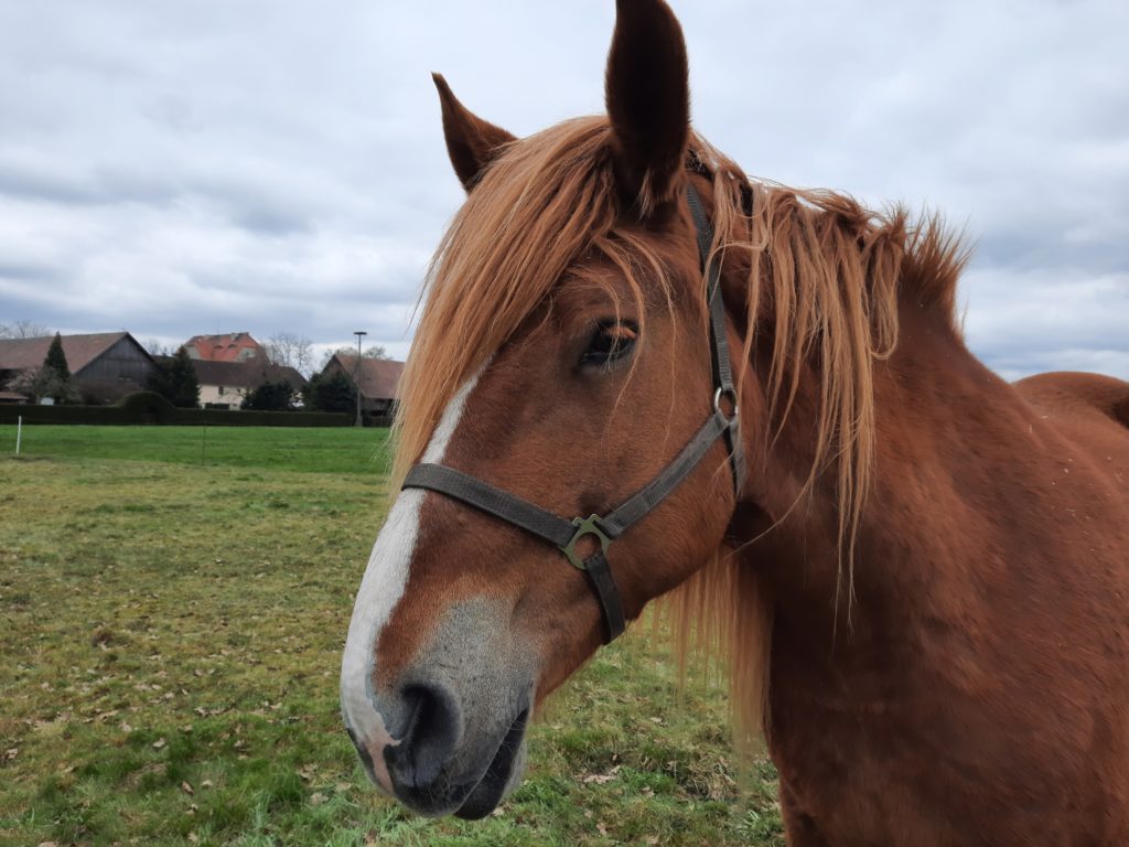 Pferd, falls man es nicht erkennt