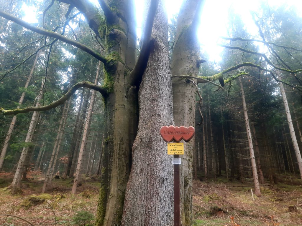 Unzertrennlicher BuFiBu-Baum